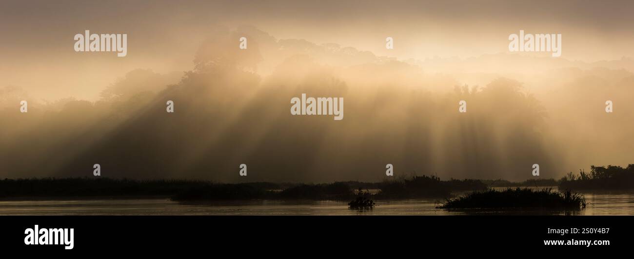 Vista panoramica della foresta pluviale umida all'alba sul lato est del Rio Chagres, del parco nazionale di Soberania, della Repubblica di Panama, dell'America centrale. Foto Stock