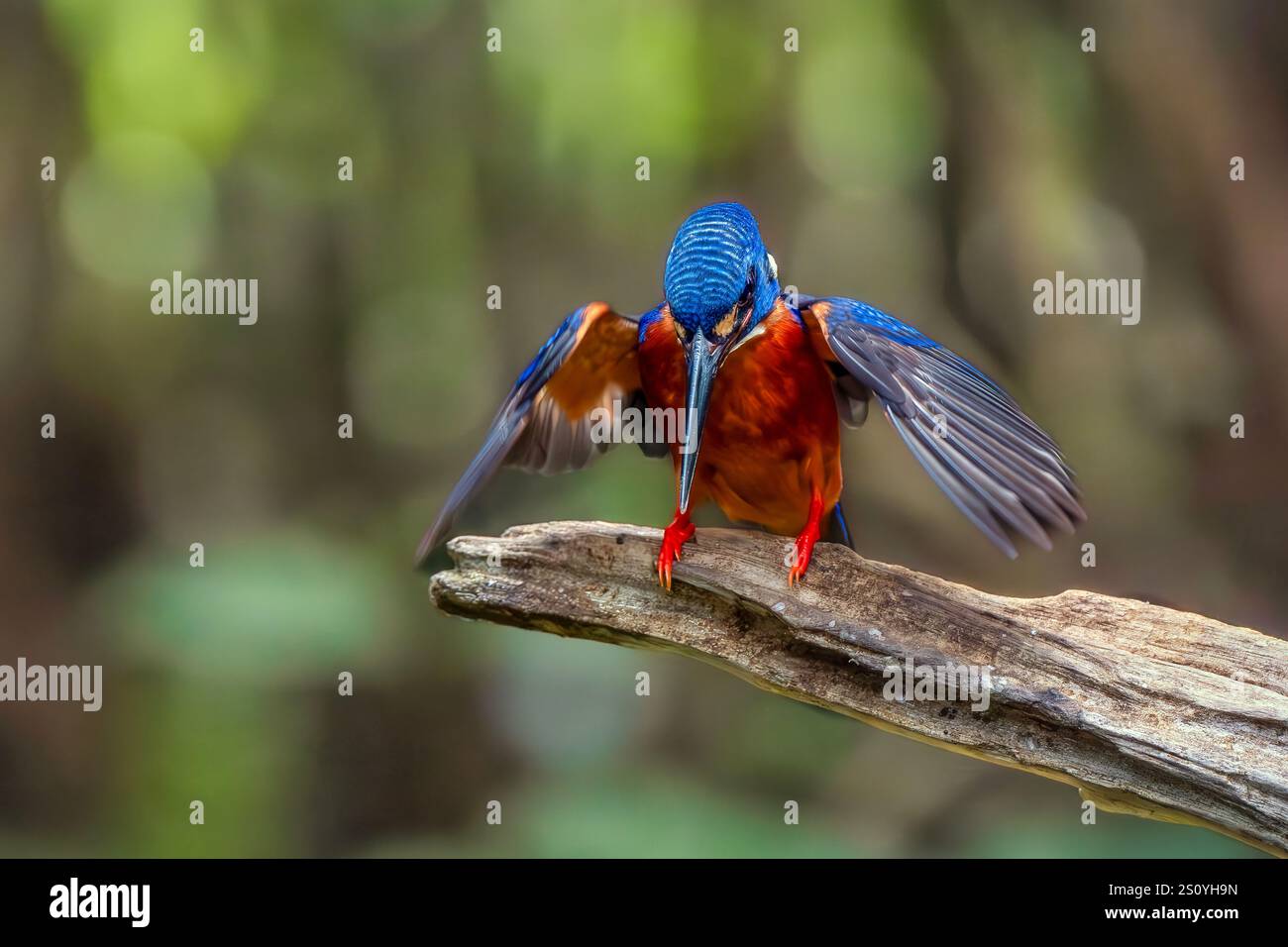 Il kingfisher dalle orecchie blu (Alcedo Meninting) si trova in Asia Foto Stock