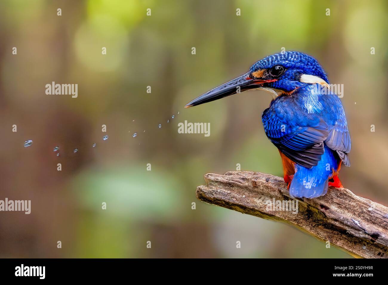 Il kingfisher dalle orecchie blu (Alcedo Meninting) si trova in Asia Foto Stock