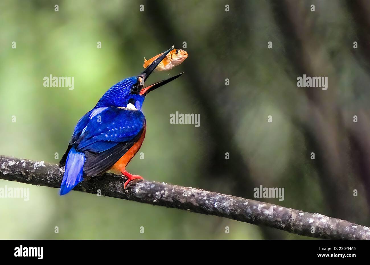 Il kingfisher dalle orecchie blu (Alcedo Meninting) si trova in Asia Foto Stock