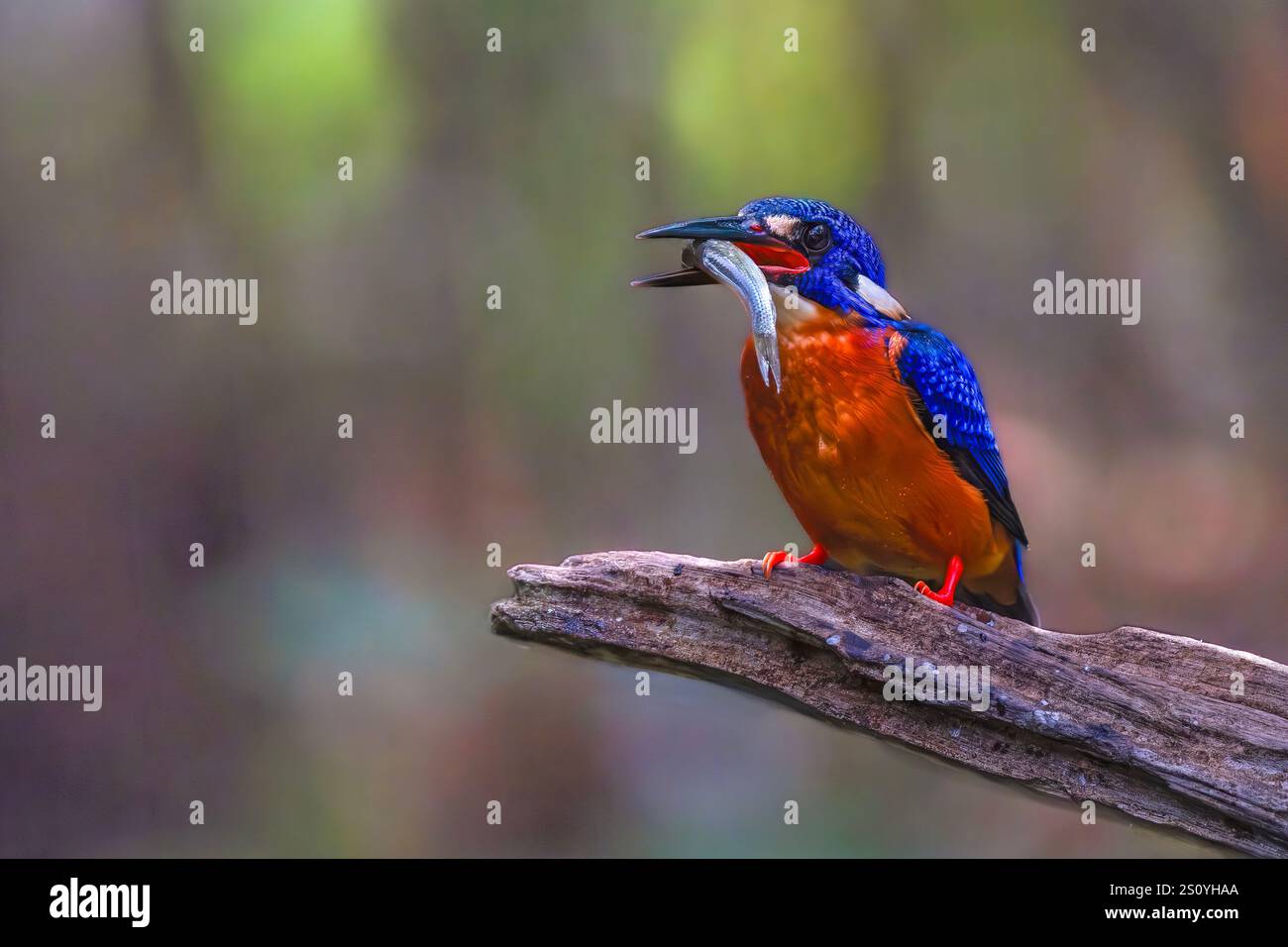 Il kingfisher dalle orecchie blu (Alcedo Meninting) si trova in Asia Foto Stock