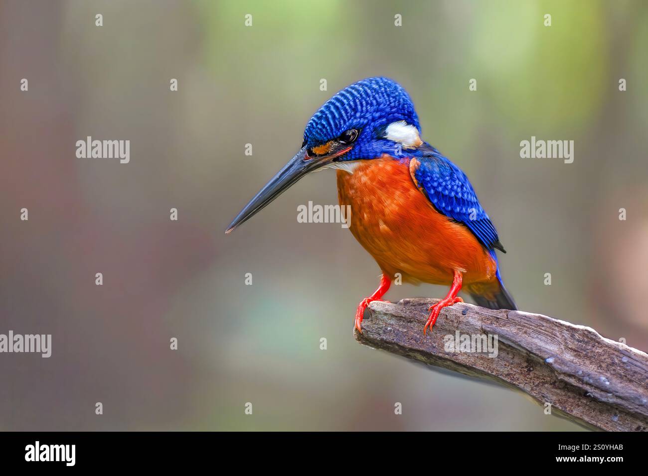 Il kingfisher dalle orecchie blu (Alcedo Meninting) si trova in Asia Foto Stock