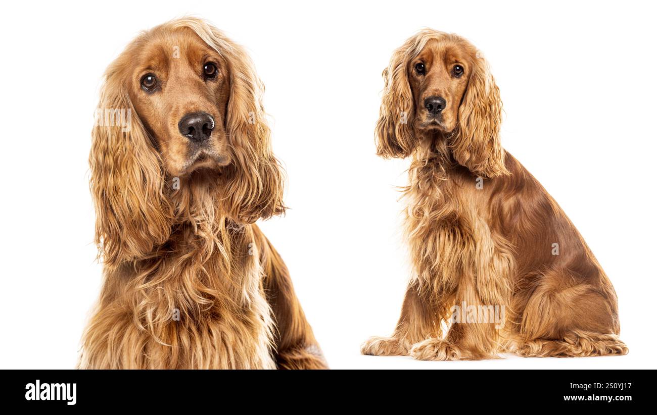 Due immagini dello stesso cane spaniel cocker inglese, una da vicino e l'altra che mostrano l'intero posto a sedere del cane. seduto e guardando lontano dalla fotocamera su w Foto Stock
