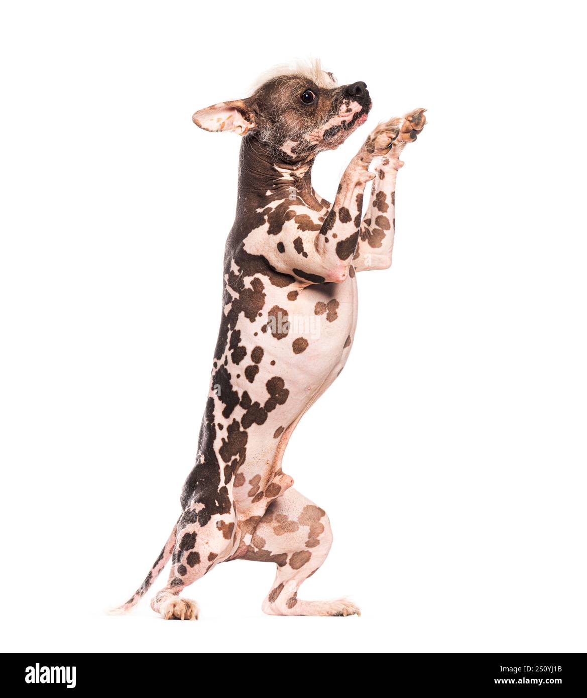 Cane peruviano senza capelli in piedi sulle zampe posteriori e implorando su uno sfondo bianco Foto Stock