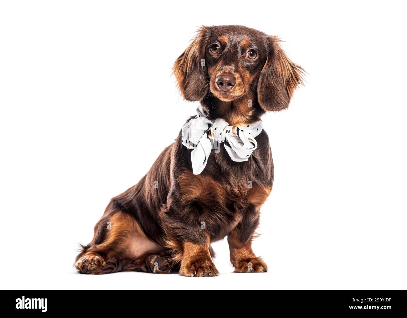 Foto in studio di un dachshund di cioccolato che indossa una sciarpa bianca e si siede su uno sfondo bianco Foto Stock