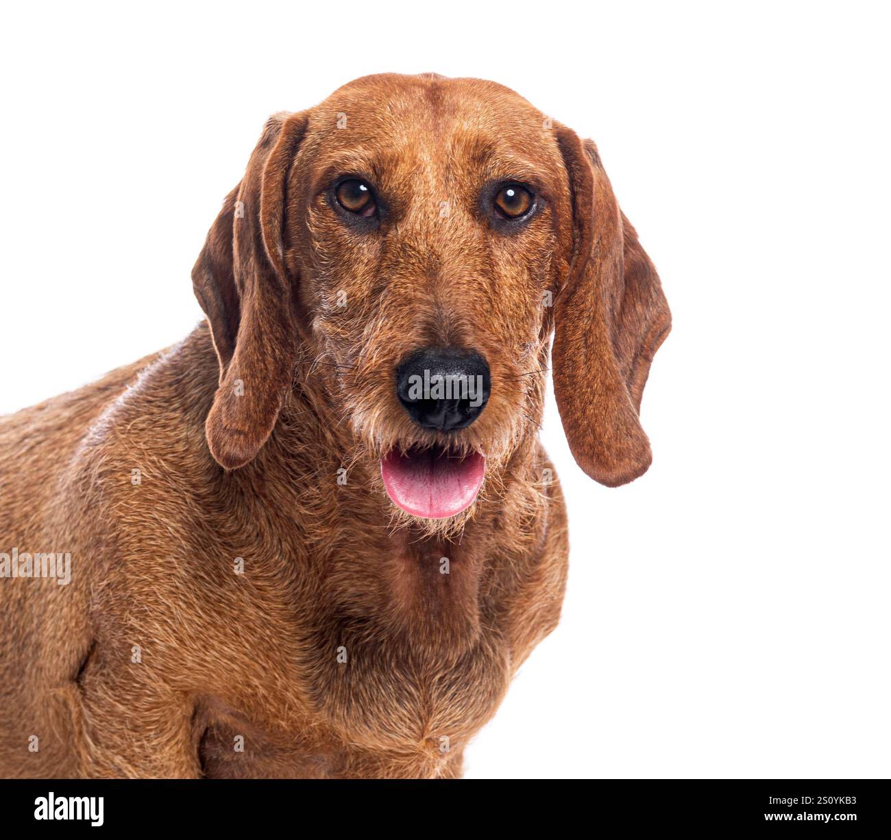 Ritratto in studio di un simpatico cane a pelo lungo che cammina e guarda direttamente lo spettatore su sfondo bianco Foto Stock
