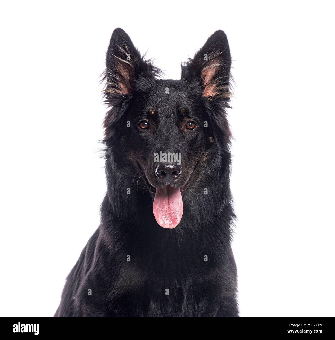 Ritratto di un bellissimo cane da pastore tedesco nero che piange su sfondo bianco Foto Stock