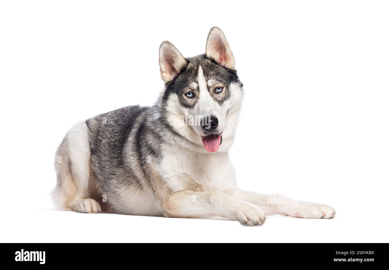 Foto in studio del bellissimo husky siberiano sdraiato, che canta e guarda la fotocamera Foto Stock