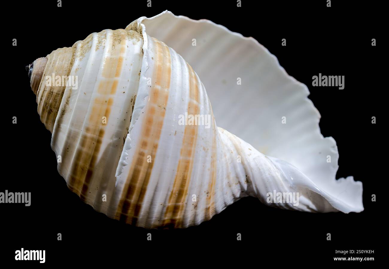 Seashell a righe su sfondo nero Foto Stock