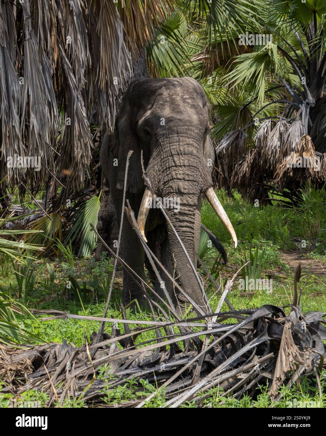 Elefante africano nel Parco Nazionale Nyerere in Tanzania Foto Stock
