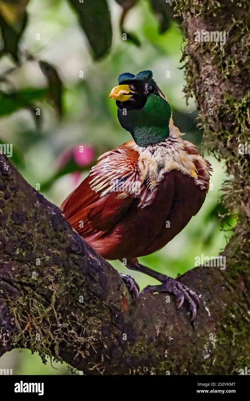 Splendido uccello del paradiso sul ramo, uccello cendrawasih Foto Stock