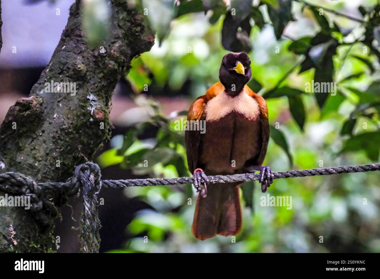 Splendido uccello del paradiso sul ramo, uccello cendrawasih Foto Stock