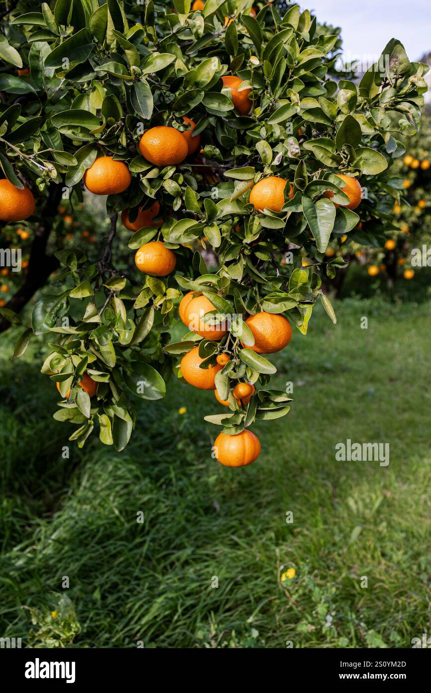 Primo piano degli arance sul ramo dell'albero Foto Stock