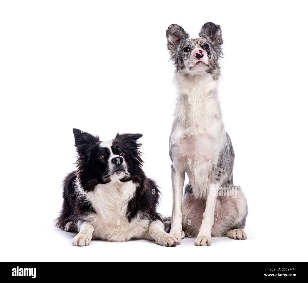 Adorabili cani da collie di confine in posa insieme, mostrando i loro bei cappotti ed espressioni attente Foto Stock