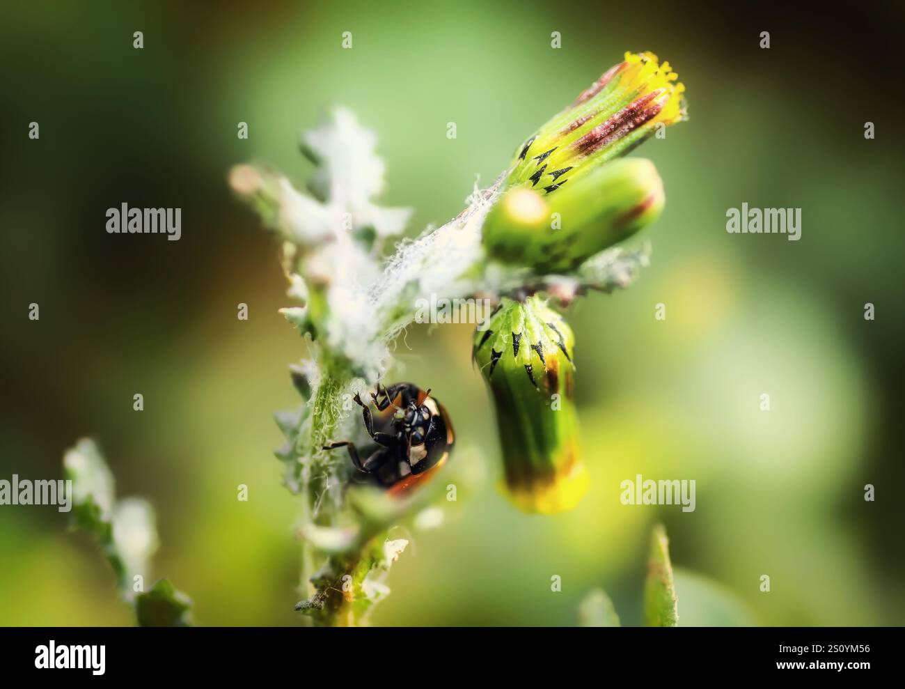 Coccinella rossa su un fiore di dente di leone. Foto Stock