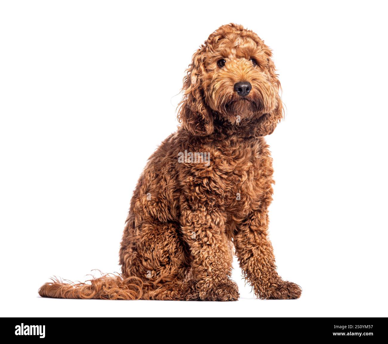 Affascinante cucciolo di cockapoo marrone seduto obbedientemente, la sua morbida pelliccia e l'espressione accattivante catturano l'essenza della compagnia canina Foto Stock