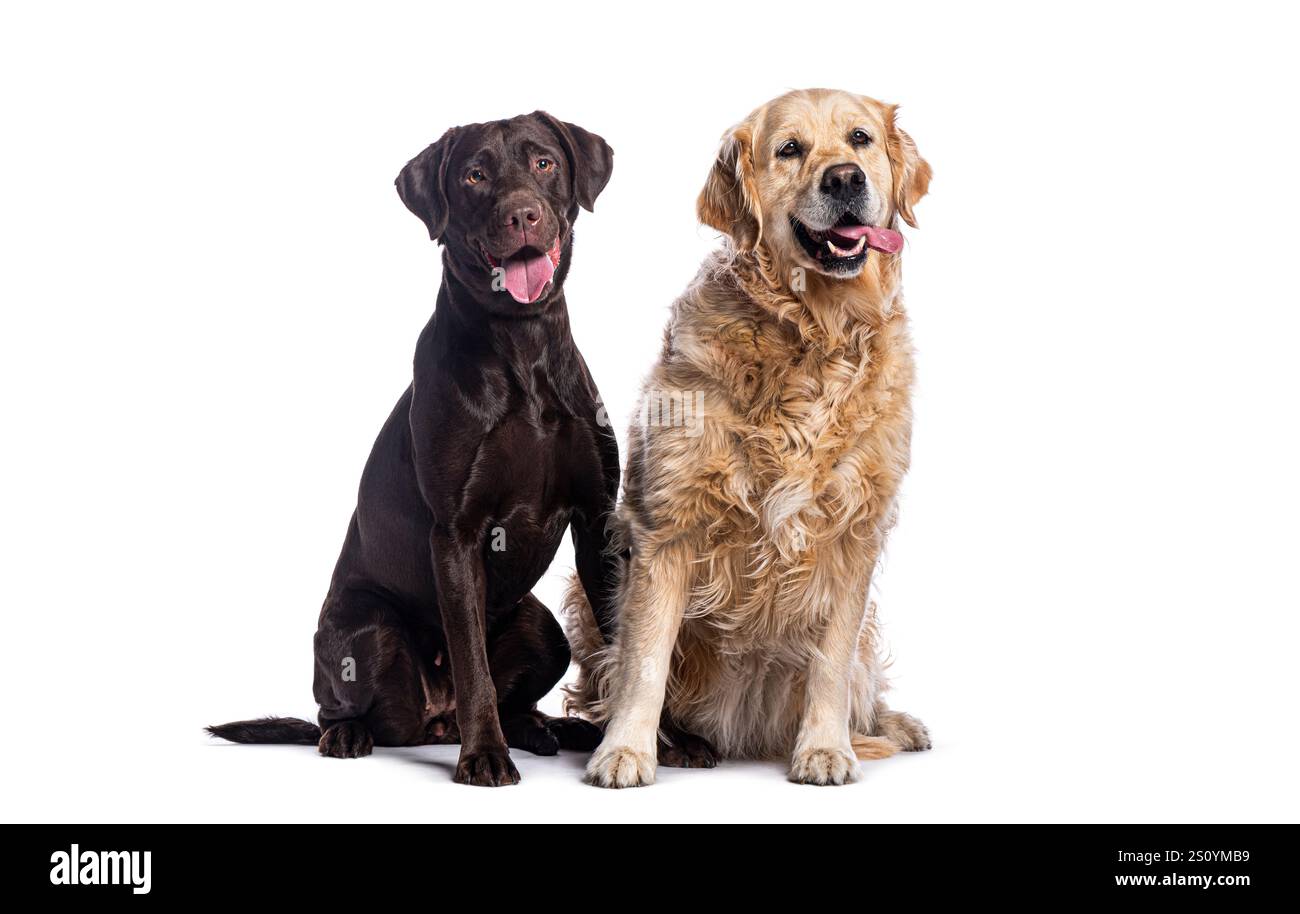 Due cani, un labrador retriever al cioccolato e un Golden retriever, sono seduti insieme, a cantare con la lingua, su uno sfondo bianco Foto Stock