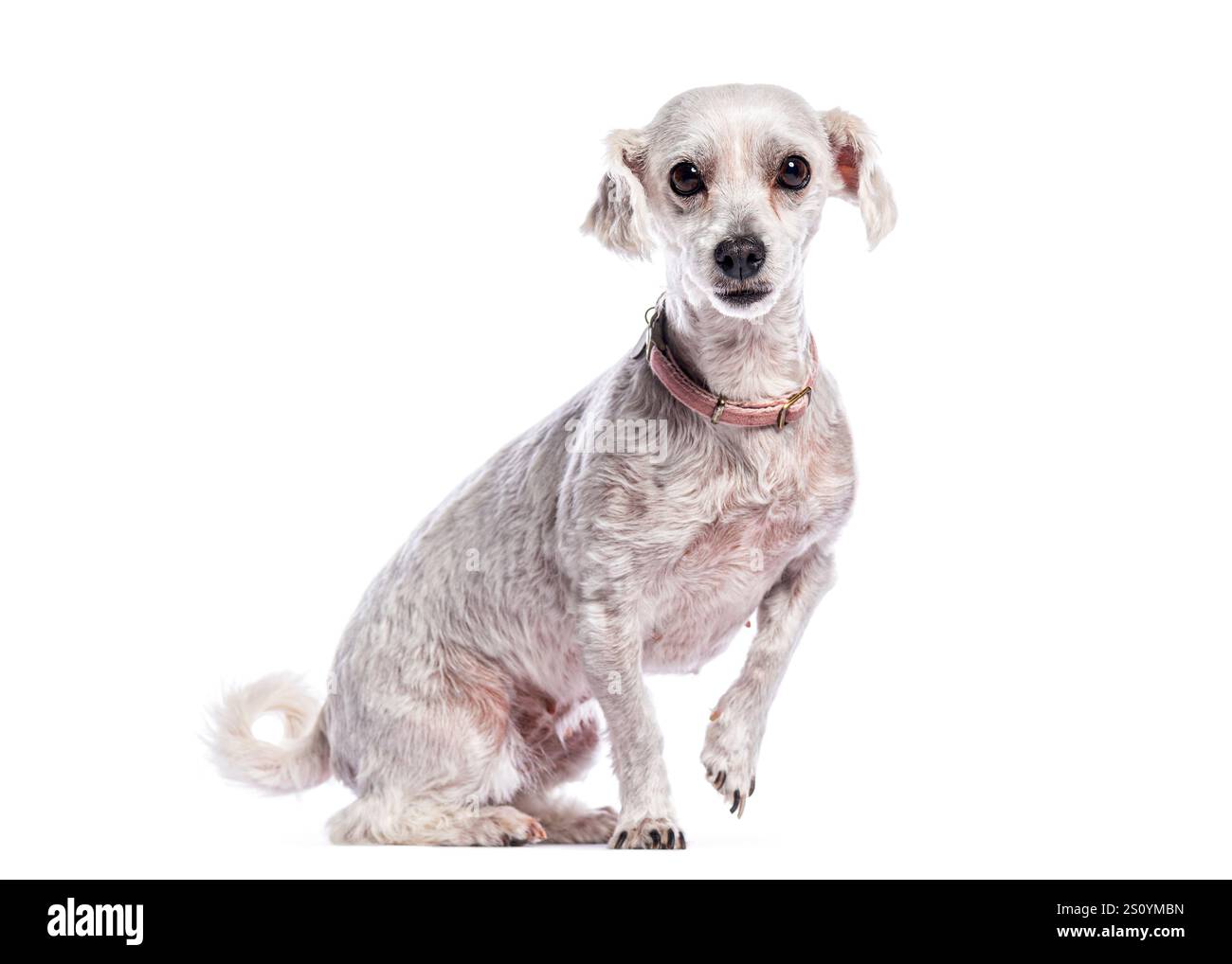 Piccolo cane bianco con colletto rosa seduto e zampa sollevata su sfondo bianco Foto Stock