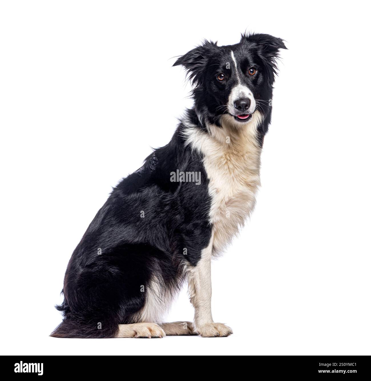 Border collie seduto e pantando su uno sfondo bianco in uno studio fotografico Foto Stock