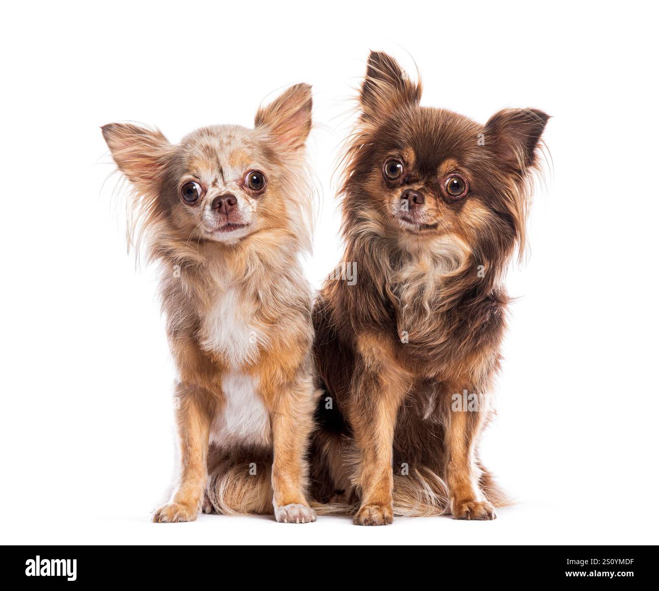 Coppia di adorabili chihuahua dai capelli lunghi seduti insieme, creando una coinvolgente scena di compagnia Foto Stock