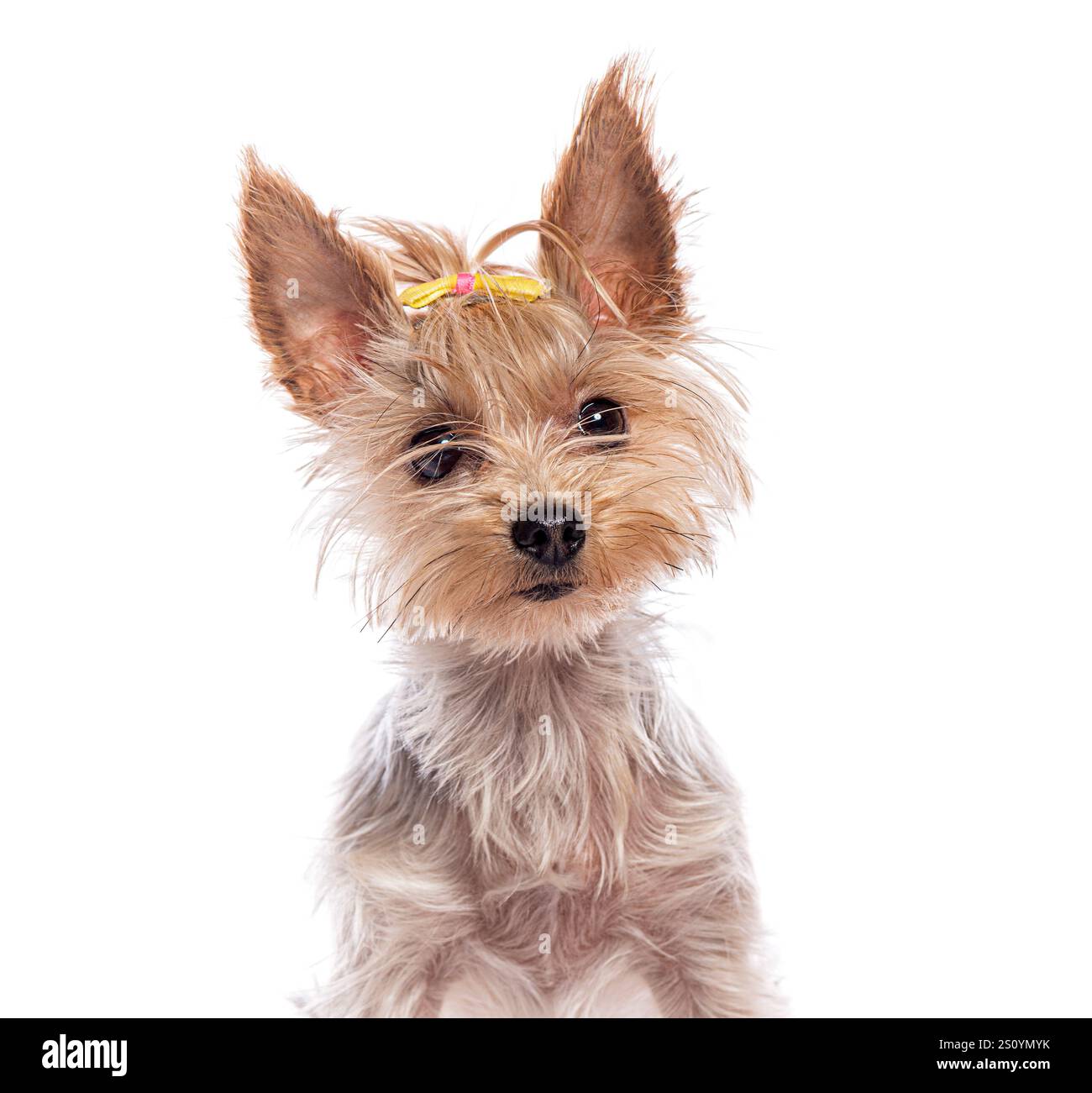 Adorabile cucciolo terrier dello yorkshire che indossa un fiocco giallo, sembra curioso su uno sfondo bianco Foto Stock