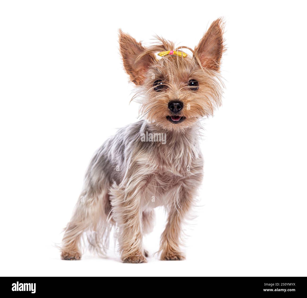 Grazioso terrier dello yorkshire in piedi e con un fiocco giallo su sfondo bianco Foto Stock