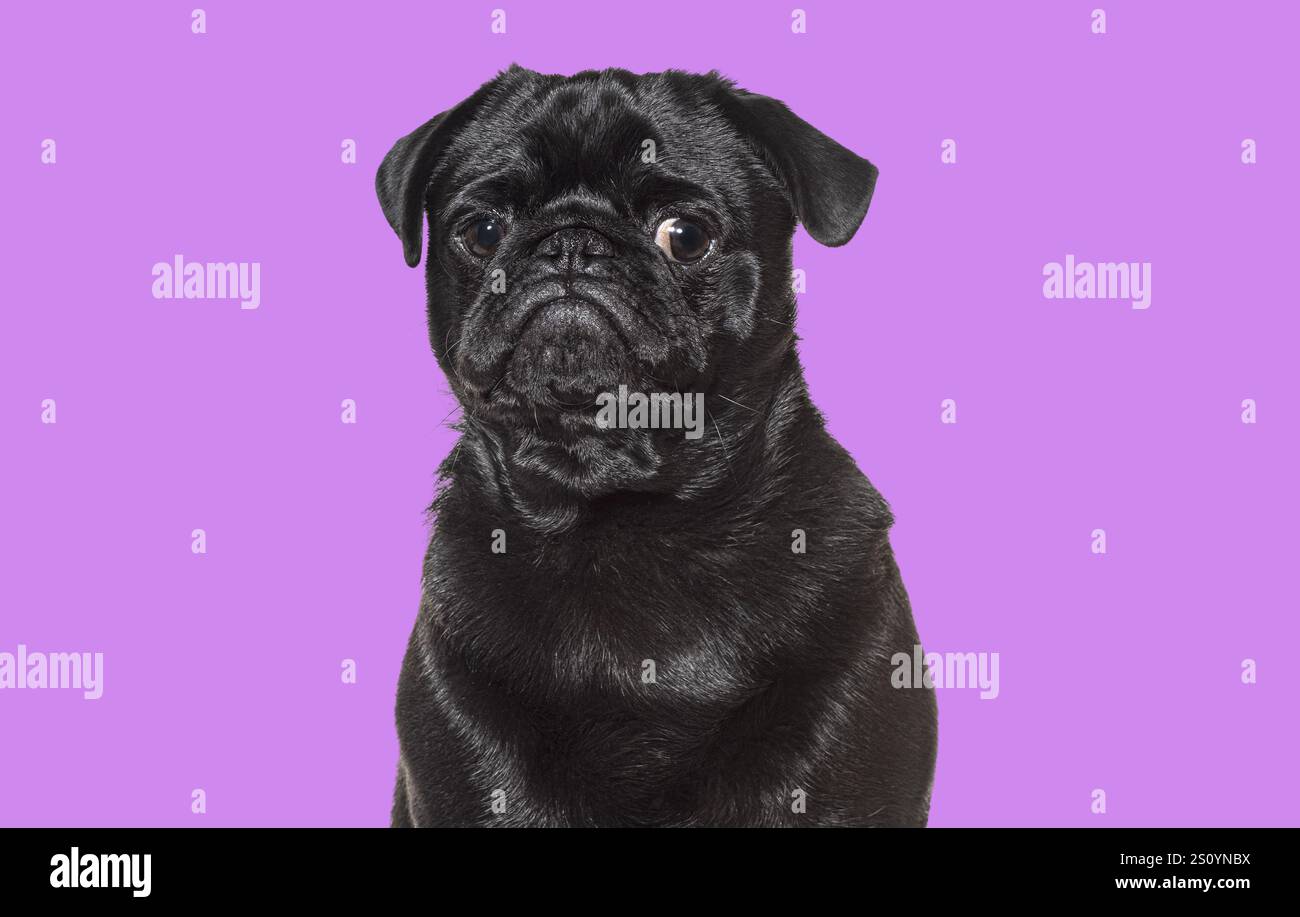 Cucciolo nero in posa su sfondo viola, cane di razza pura che sembra adorabile Foto Stock