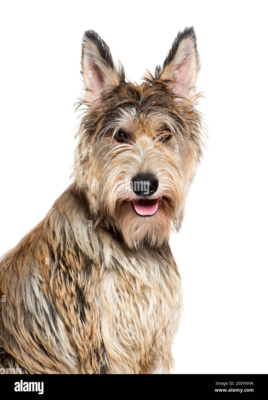 Ritratto in studio di un cane Berger picard che cammina e guarda la macchina fotografica, isolato sul bianco Foto Stock