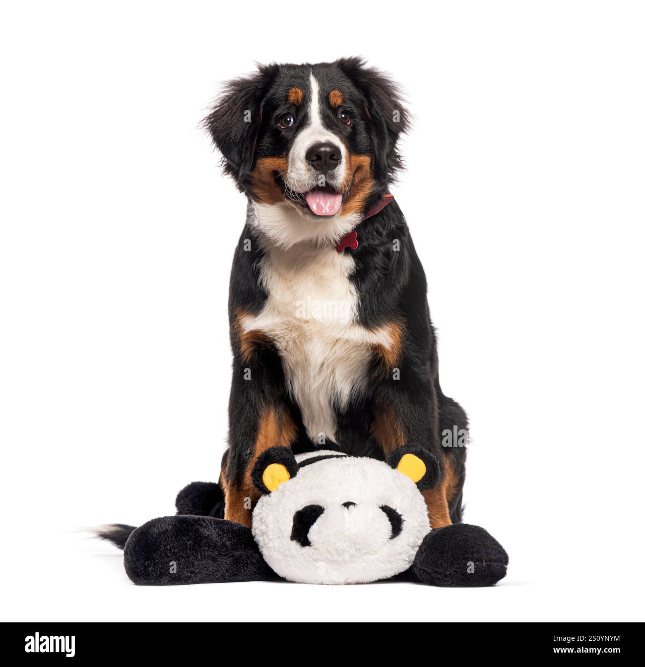 Adorabile cucciolo di cane di montagna bernese seduto e con in mano un peluche di panda, isolato su sfondo bianco Foto Stock