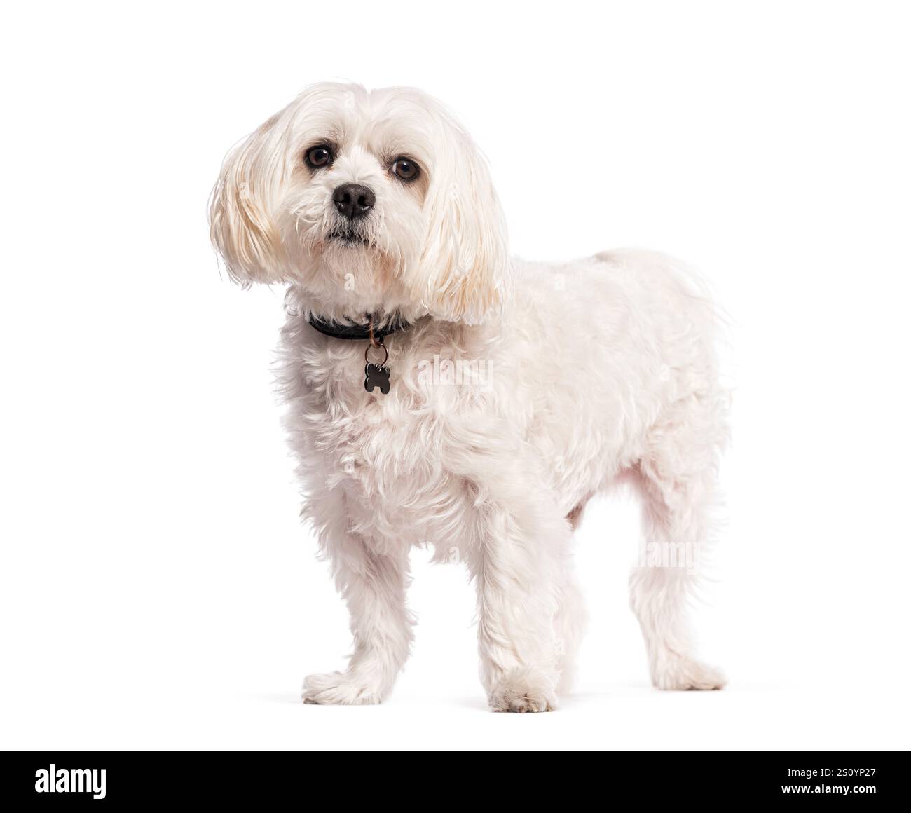 Adorabile cane boomer bianco in piedi e rivolto in avanti, con un collare nero con un'etichetta a forma di osso, isolato su uno sfondo bianco Foto Stock