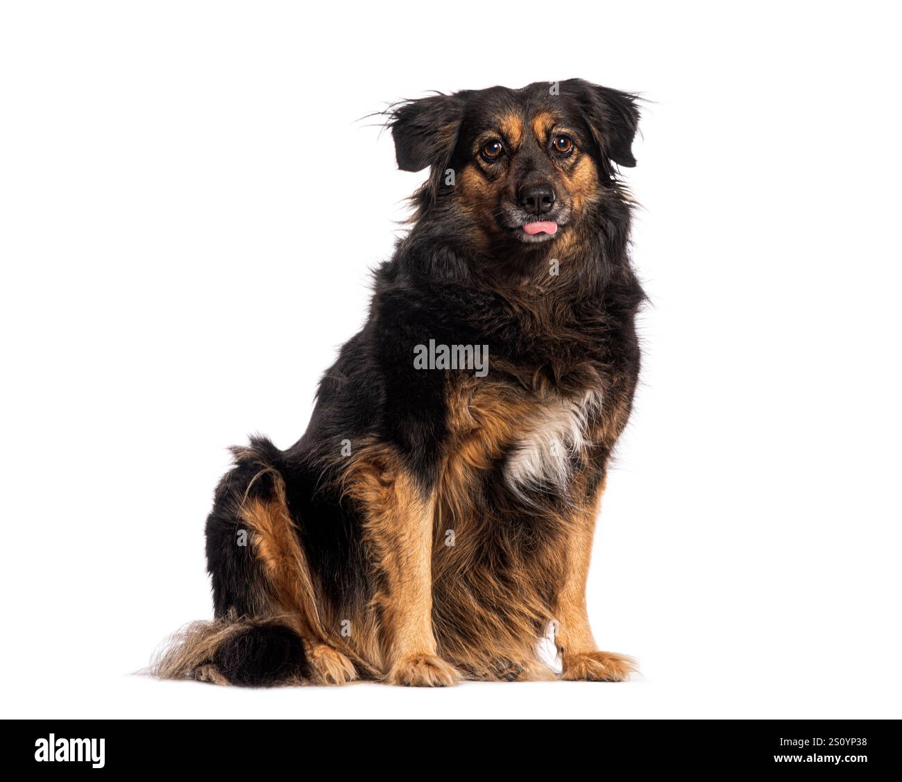 Adorabile cane crossbreed seduto e sporgente sulla lingua, isolato su uno sfondo bianco Foto Stock