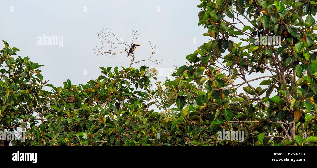 Molti aracari a bande (Pteroglossus pluricinctus), Parco nazionale di Yasuni, Foresta pluviale amazzonica, Ecuador. Foto Stock