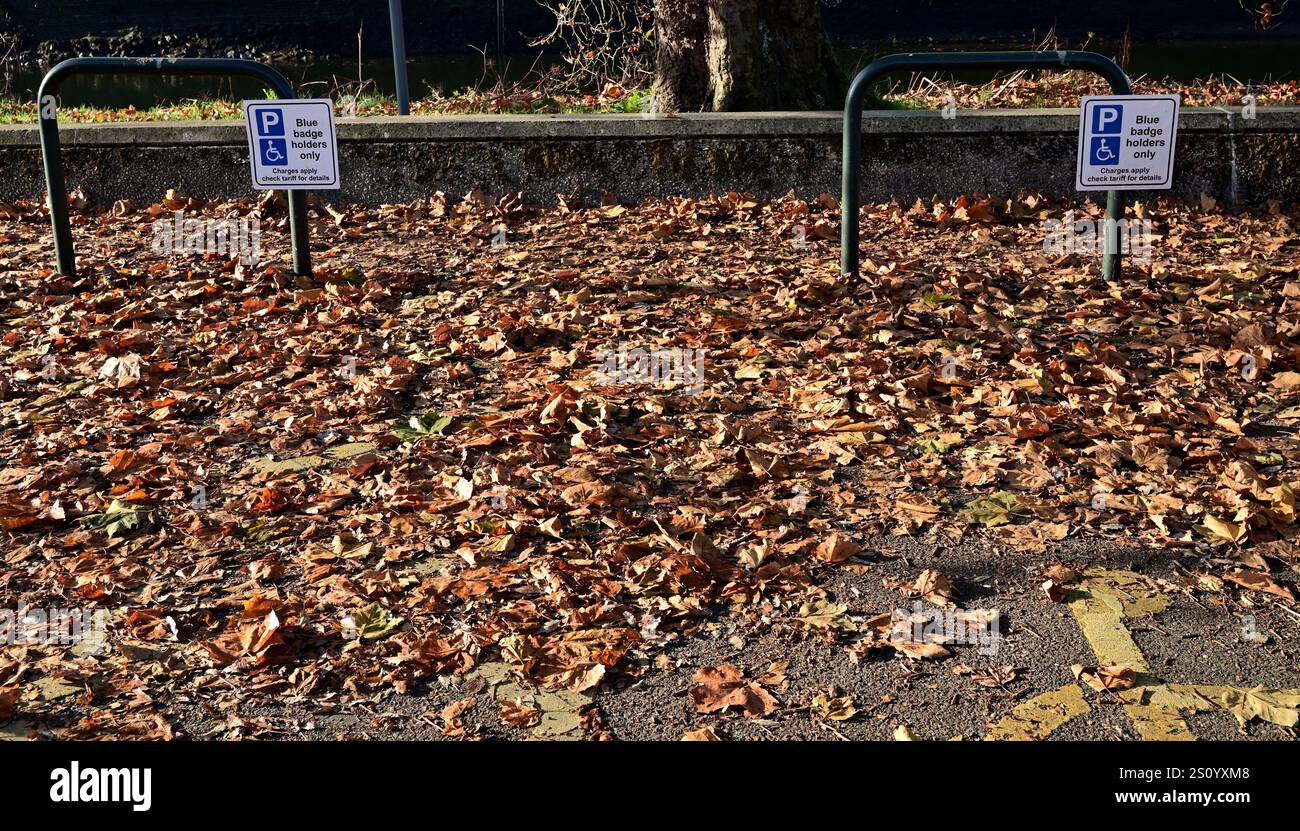 Foglie cadute in un parcheggio Blue Badge. Foto Stock