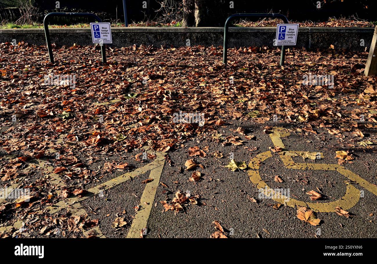 Foglie cadute in un parcheggio Blue Badge. Foto Stock
