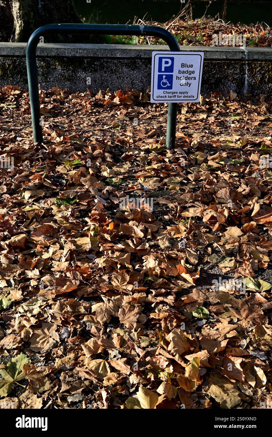 Foglie cadute in un parcheggio Blue Badge. Foto Stock