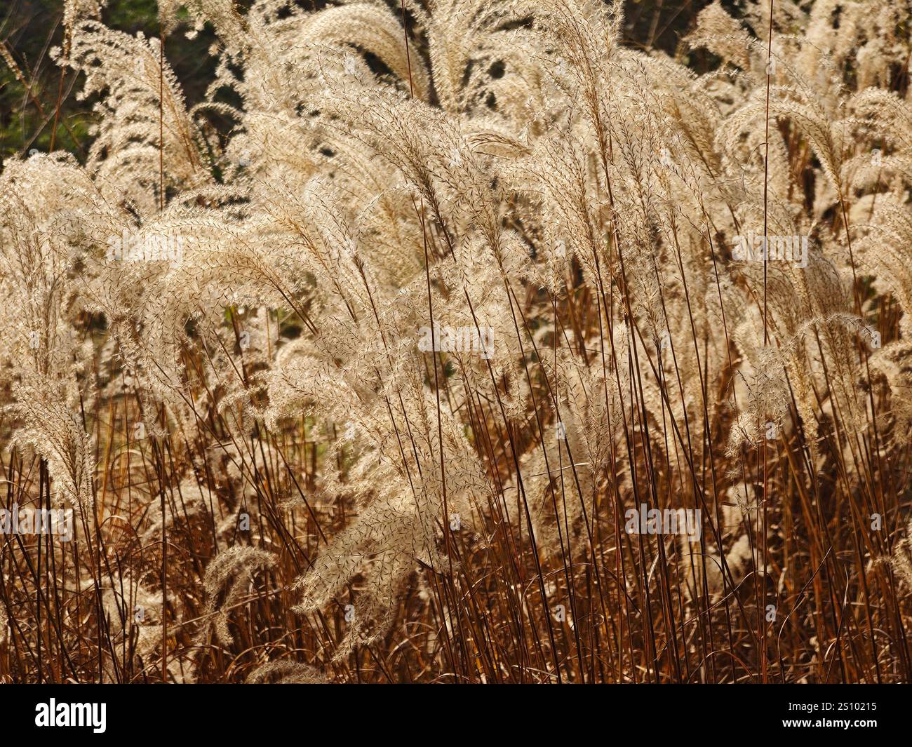 campo di fiori di paglia nel parco nella soleggiata giornata autunnale Foto Stock