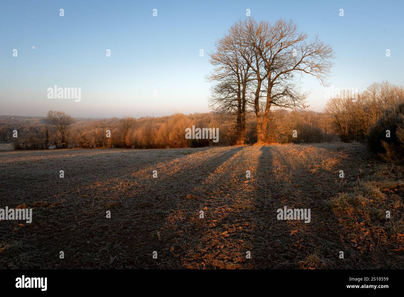 Un alto castagno in una mattina fredda, soleggiata e ghiacciata in campagna. Foto Stock