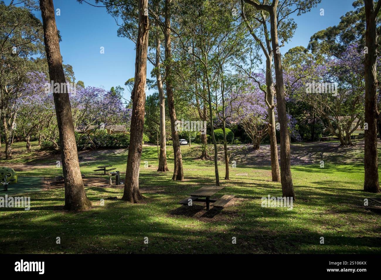 Jacaranda Tree, Stringybark Creek Reserve, Lane Cove North, Sydney, NSW, Australia Foto Stock