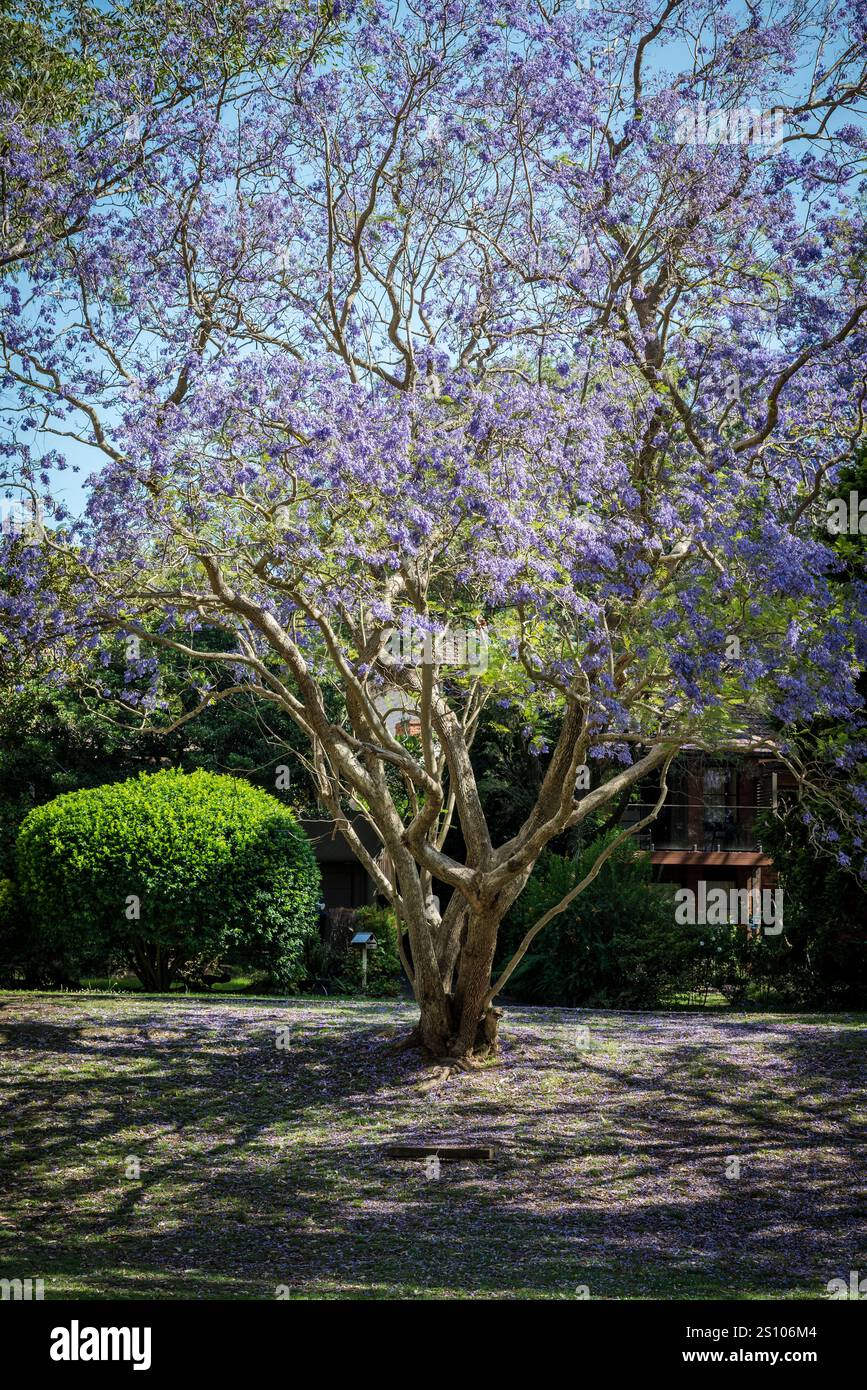 Jacaranda Tree, Stringybark Creek Reserve, Lane Cove North, Sydney, NSW, Australia Foto Stock