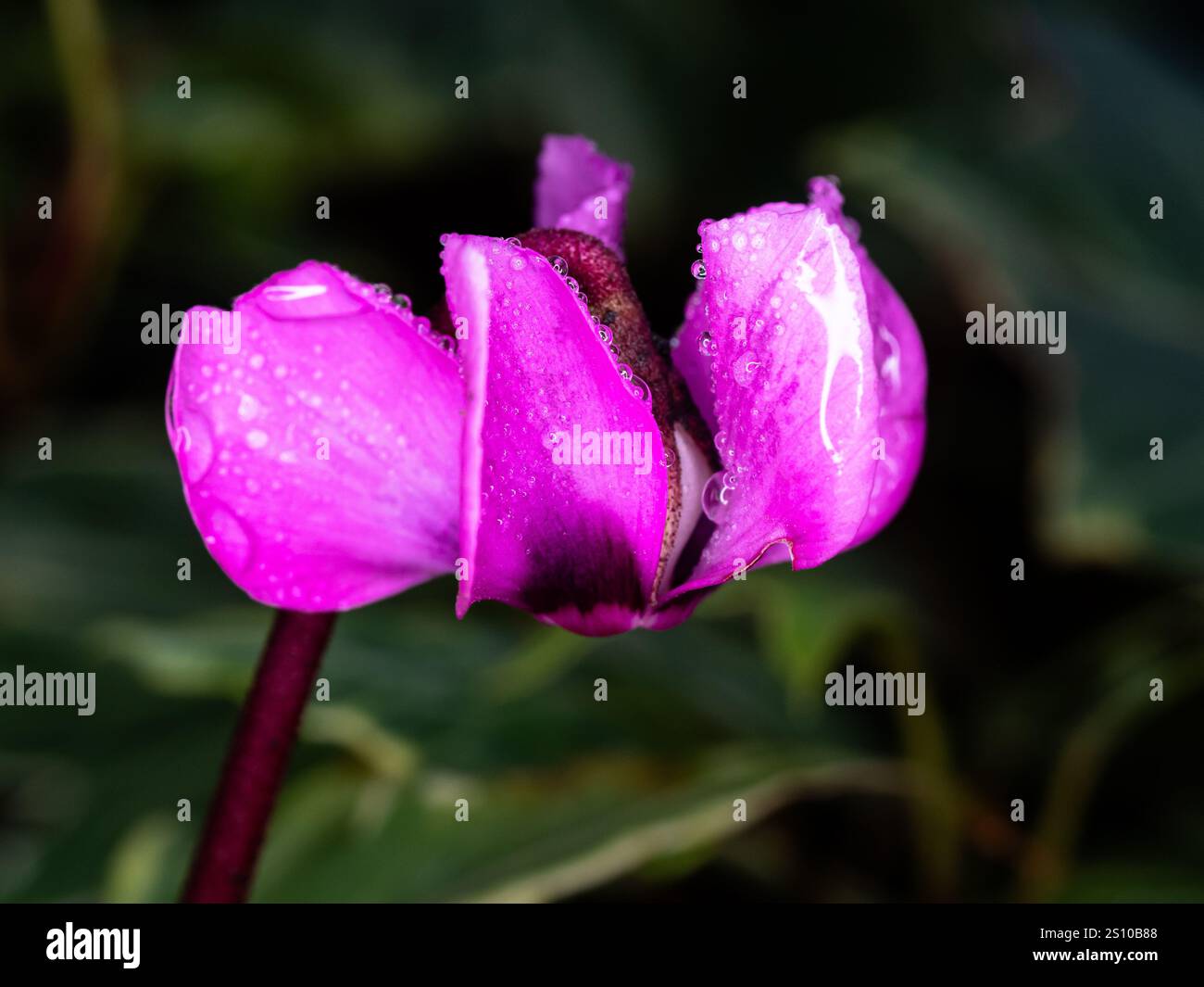 Un primo piano di un singolo fiore rosa profondo del coum ciclamino fiorito in primavera Foto Stock