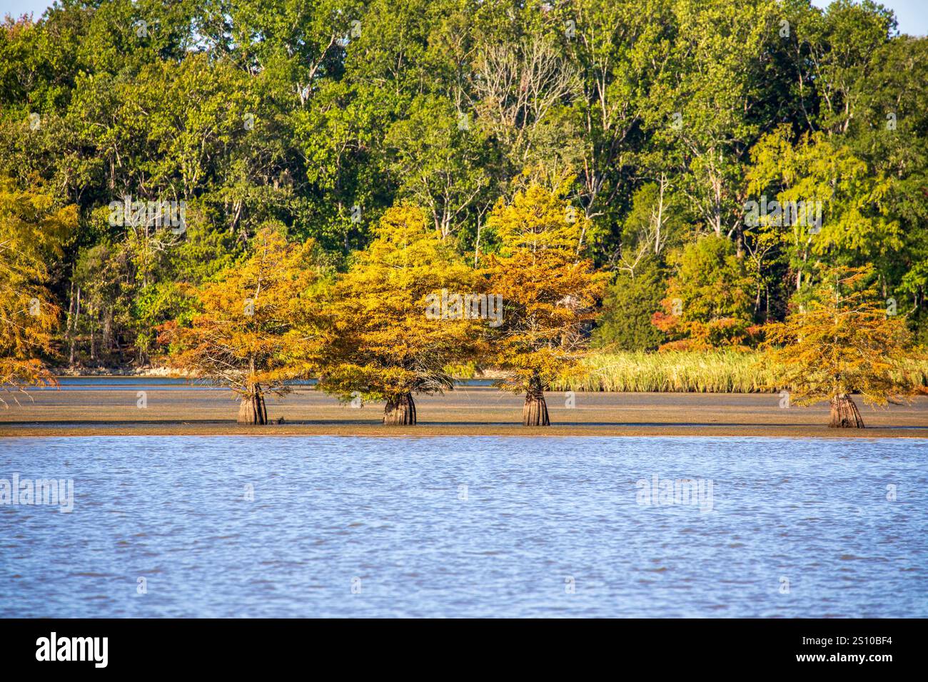 Cypress calvo, Taxodium distichum, in autunno, fiume Tennessee. Colori autunnali sul lago Chickamauga a nord di Chattanooga a ottobre. Foto Stock