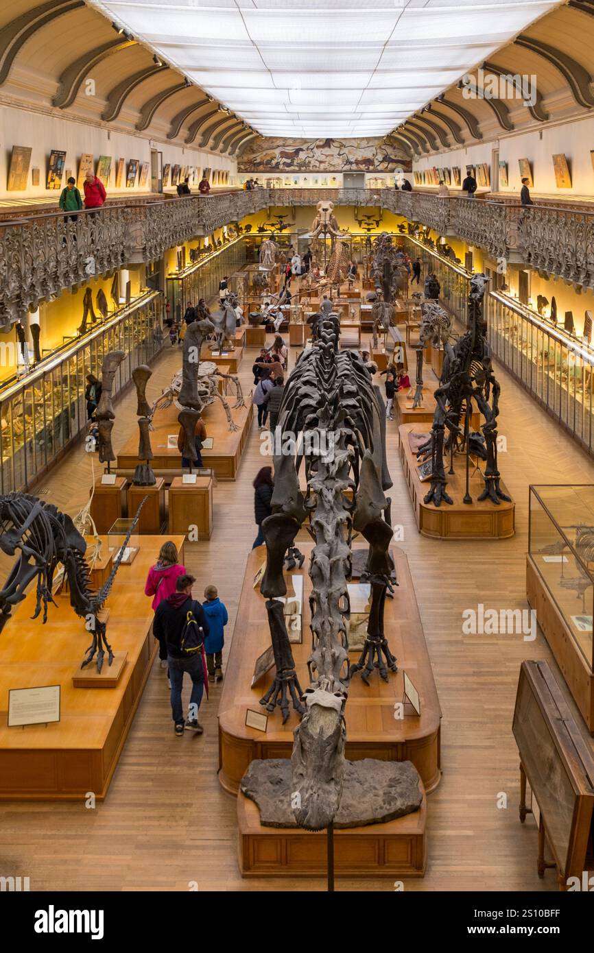 Una vista elevata delle ossa e degli scheletri di dinosauro nella sala dell'evoluzione del Museo di storia naturale di Parigi, dove i visitatori si meravigliano di scheletri di dinosauro a grandezza naturale e imparano a conoscere il viaggio della biodiversità nel corso di milioni di anni. Foto Stock