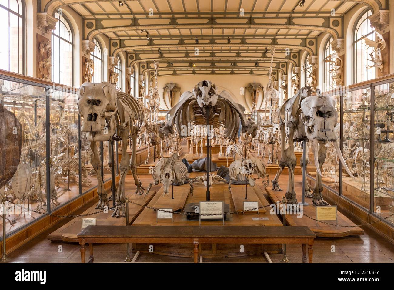 Grandi ossa di mammiferi e scheletri nella sala dell'evoluzione del Museo di storia naturale di Parigi, dove i visitatori si meravigliano di scheletri di dinosauro a grandezza naturale e imparano a conoscere il viaggio della biodiversità nel corso di milioni di anni. Foto Stock
