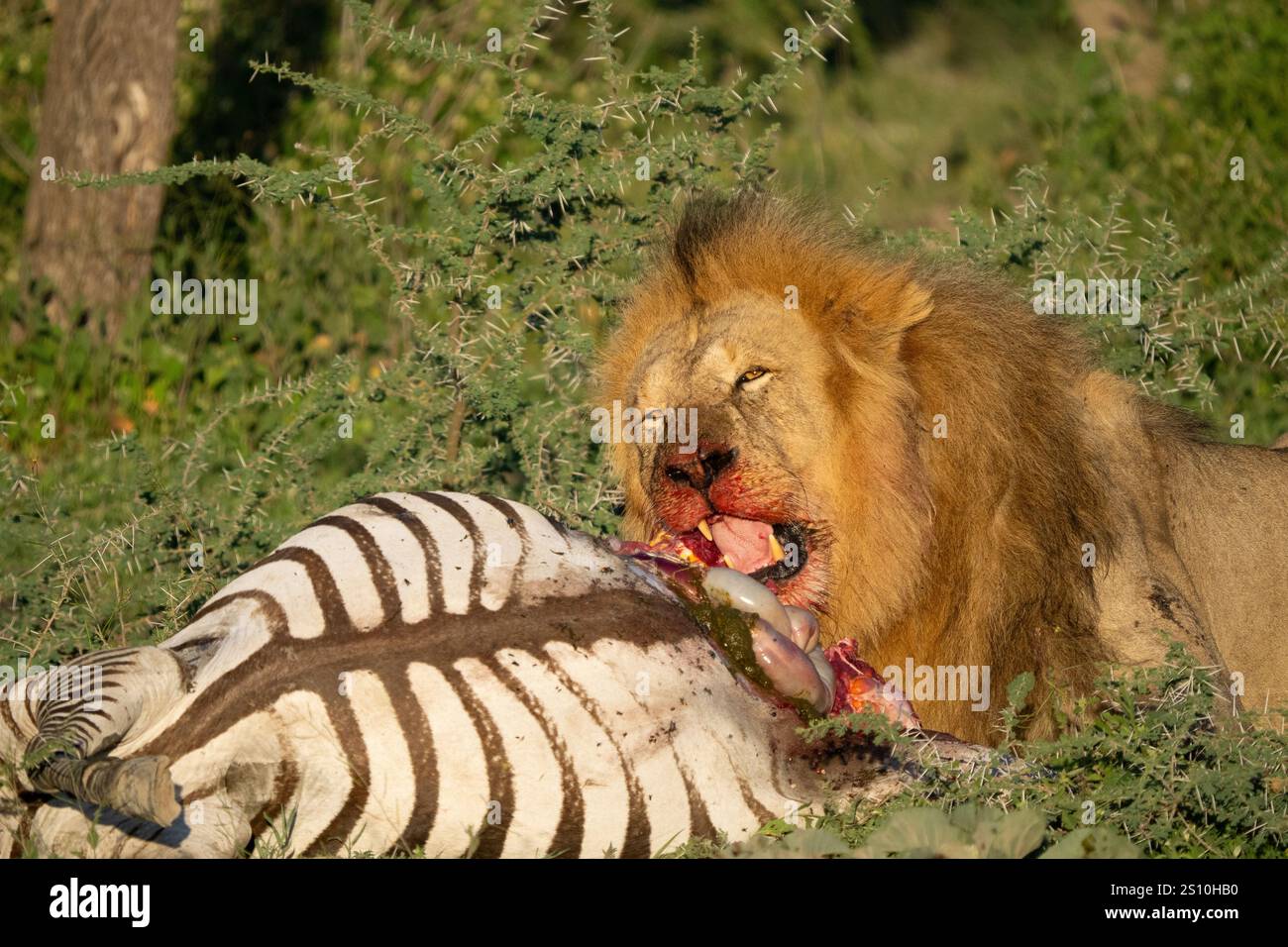 Lion (Panthera leo), maschio con una zebra uccisa Foto Stock
