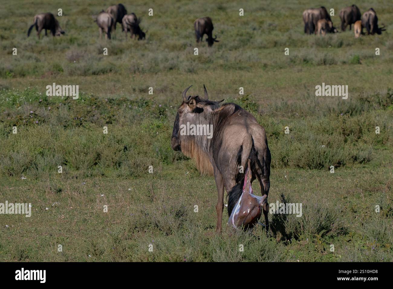 gnu (Connochaetes taurinus) che dà alla luce il vitello Foto Stock
