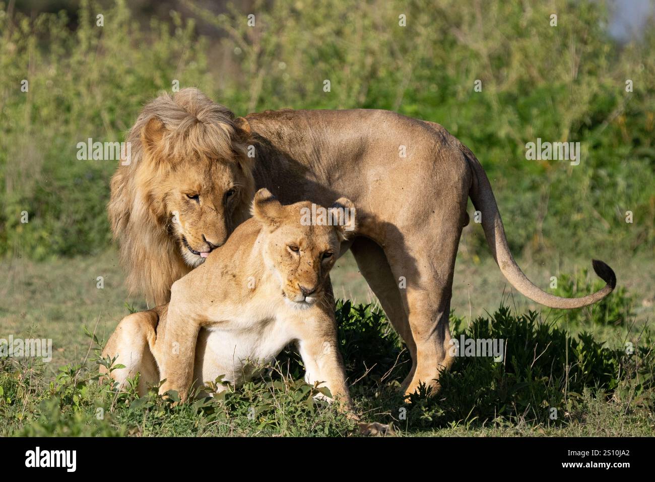 Leone (Panthera leo), comportamento di accoppiamento maschile e femminile Foto Stock