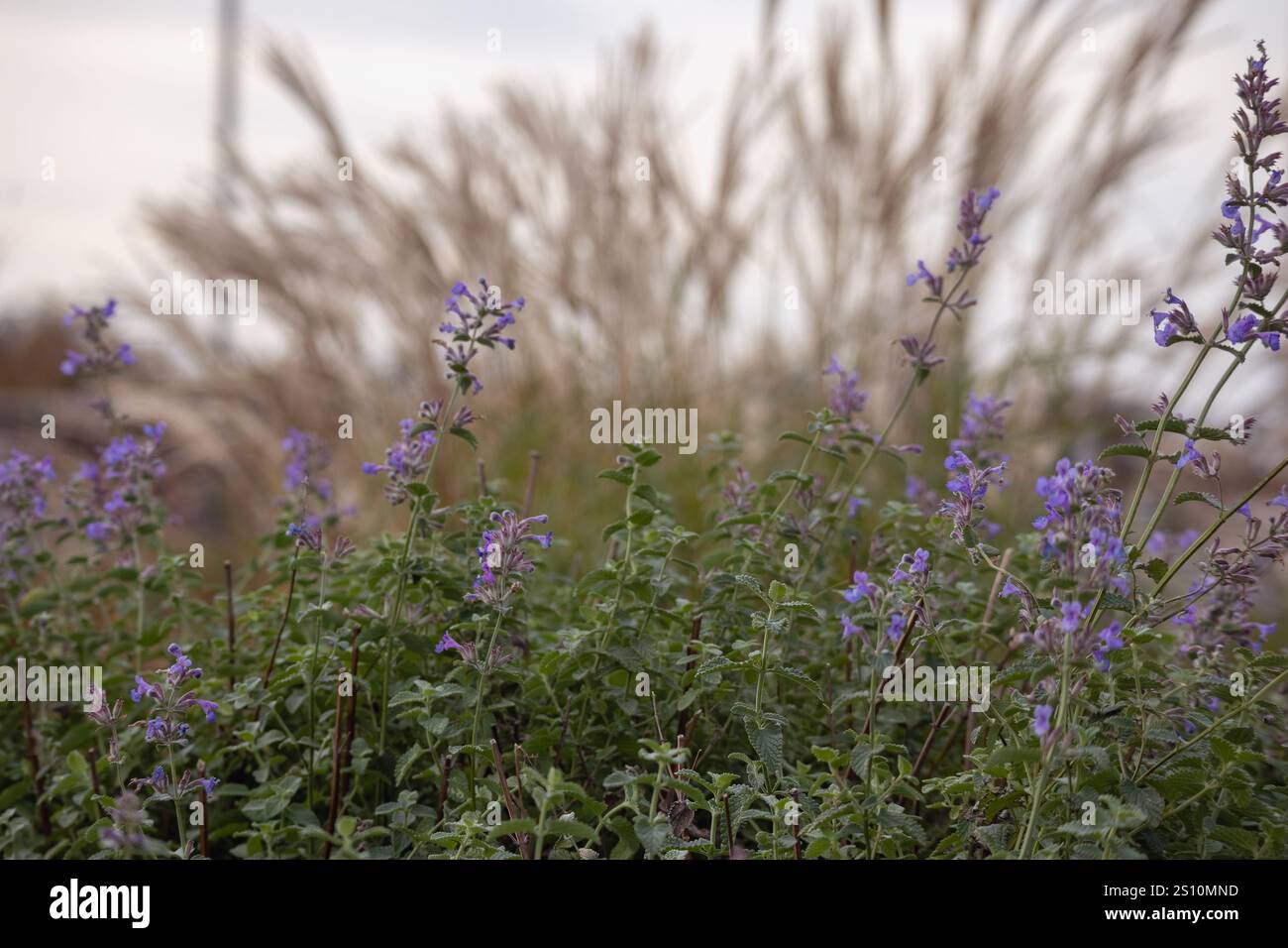 Una pianta fiorita con fiori viola. Altre piante con infiorescenze lunghe e soffici possono essere viste sullo sfondo. Foto Stock