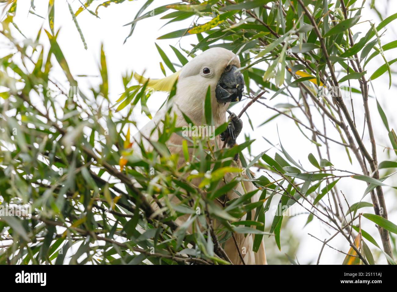 Fotografia di un Cockatoo di zolfo bianco adulto che mangia foglie in un albero di gomma nelle Blue Mountains nel nuovo Galles del Sud, Australia. Foto Stock