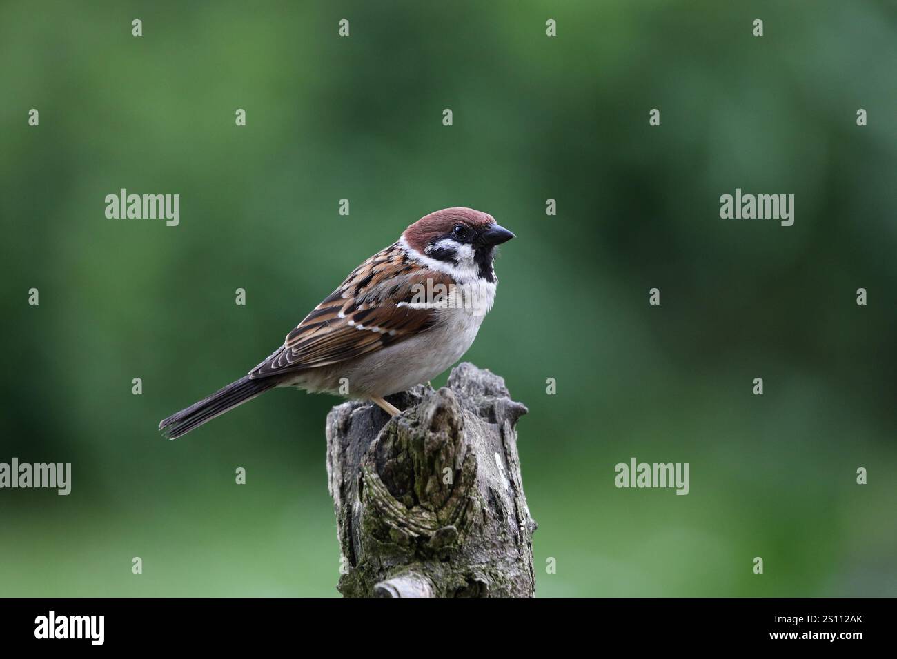 Tree Sparrow (Passer montanus), Teesdale, County Durham, Regno Unito Foto Stock Tree Sparrow (Passer montanus), Teesdale, County Durham, Regno Unito Foto Stock