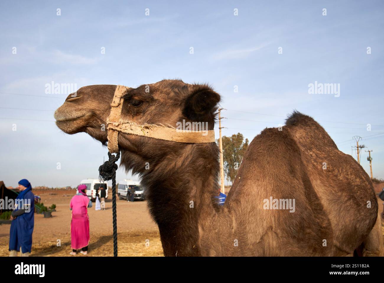 un solo dromedario a dorso di cammello parte di un'esperienza turistica a douar bou azza in marocco Foto Stock